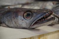 Fischmarkt von Cádiz