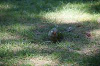 Halsbandsittich - aus den andalusischen Städten kaum noch wegzudenken 