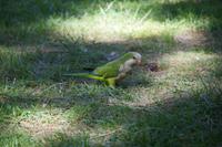 Halsbandsittich - aus den andalusischen Städten kaum noch wegzudenken 