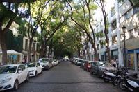 Jacaranda-Allee, Jerez