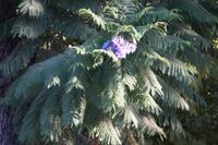 Jacaranda-Blüte 
