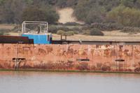 Reiher auf Bootsruine 