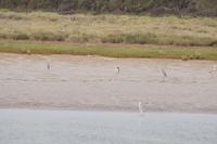 Reiher im Coto de Doñana