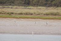 Reiher im Coto de Doñana
