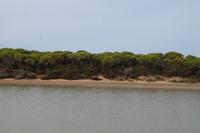 Das Guadalquivirufer Coto de Doñana