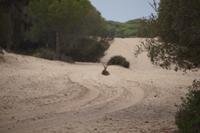 Hirsch in Feuerschneise, Coto de Doñana