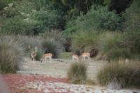 Dammwild, Coto de Doñana