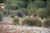 Dammwild, Coto de Doñana