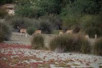 Dammwild, Coto de Doñana