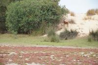 Hirschkuh, Coto de Doñana