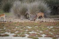 Dammwild, Coto de Doñana