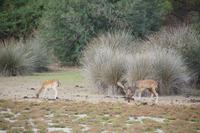 Dammwild, Coto de Doñana