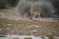 Dammwild, Coto de Doñana
