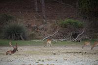 Dammwild, Coto de Doñana