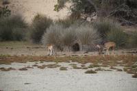 Dammwild, Coto de Doñana, am Rand des Übergangs von Dünen und Marisma 