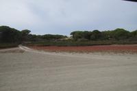 Übergangszone Dünen zu Marisma mit den rot blühenden salzliebenden Pflanzen 