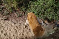 Junger Bock, Auge in Auge mit der Kamera 