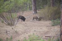 Auf Spanisch heißt Wildschwein javalí, das ist arabisch für 'Bergbewohner'