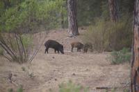 Die iberischen Wildschweine sind recht klein 