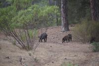Bache mit drei Frischlingen