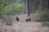 Bache mit drei Frischlingen