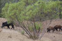 Bache mit drei Frischlingen