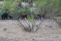 Bache mit drei Frischlingen