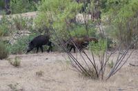 Bache mit drei Frischlingen