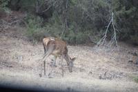 Der Bock geht uns aus dem Weg