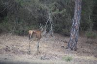 Hirschbock im Coto de Doñana