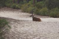 Hirsch in Feuerschneise, Coto de Doñana