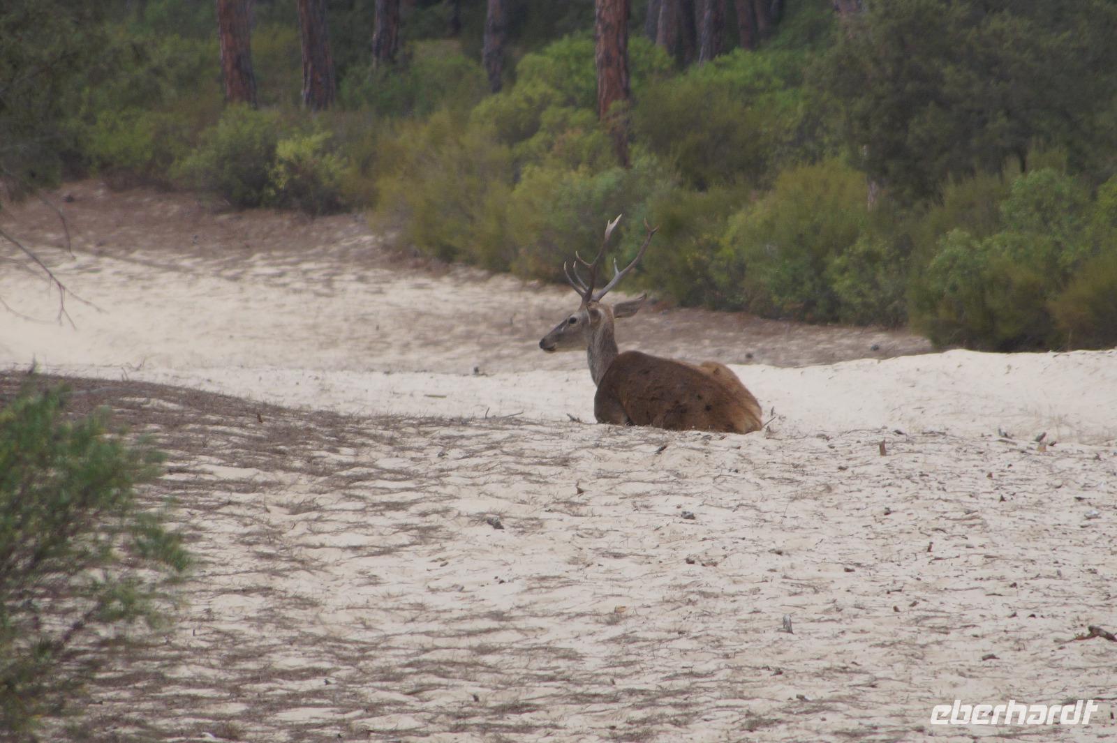 Hirsch in Feuerschneise, Coto de Doñana