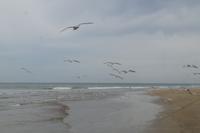 Möwen am längsten öffentlichen Strand Spaniens