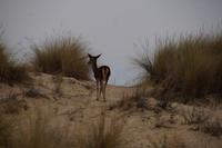 Hirschkuh in den Dünen des Coto de Doñana