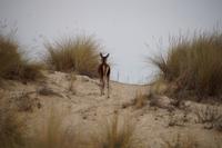 Hirschkuh in den Dünen des Coto de Doñana