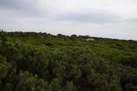 über dem Kiefernwald des Coto de Doñana