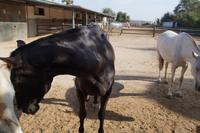 Die Pferde wirken müde, aber es ist auch sehr warm 