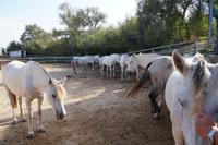 Es ist für Oktober noch sehr heiß, das merkt man  auch den Andalusiern an