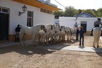 mehrere trächtige Stuten werden aneinander gebunden, um den Acker festzutrampeln