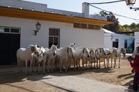 mehrere trächtige Stuten werden aneinander gebunden, um den Acker festzutrampeln