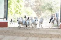 El rebaño de yeguas - die Stutenherde