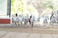 PRE - Pura Raza Española