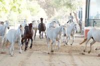 Cartujanos - Kartäuser-Pferde