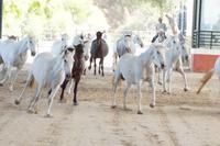 früher hat man auf Schimmel gezüchtet, heute schätzt man auch wieder andere Fellfarben, dennoch überwiegen die Schimmel 