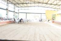 Cartujanos - Kartäuser-Pferde