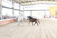 PRE - Pura Raza Española