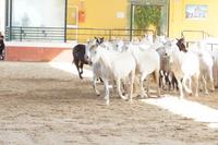 Cartujanos - Kartäuser-Pferde