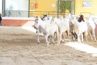 PRE - Andalusier - Cartujanos - Schimmel früher für die Zucht bevorzugt