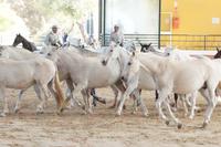 PRE - Andalusier - Cartujanos - Schimmel früher für die Zucht bevorzugt