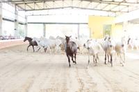 PRE - Andalusier - Cartujanos - Schimmel früher für die Zucht bevorzugt